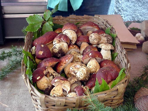 I Funghi del sottobosco di Calizzano